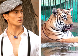 Tiger Shroff adopts a 4 year old tiger