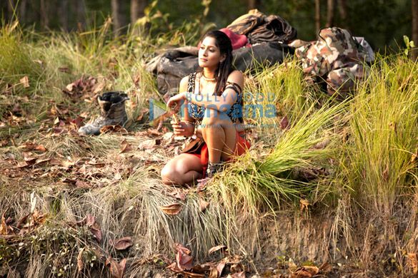 roar tigers of sunderbans 16