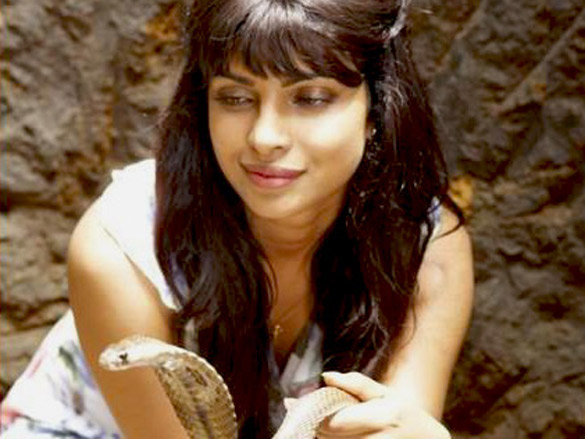 priyanka chopra 247