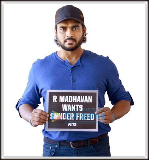 Check out: Madhavan’s PETA advert