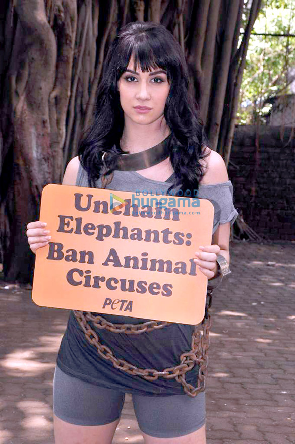 lauren gottlieb at petas anti circus campaign in mumbai 2