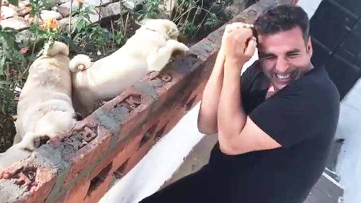 Akshay Kumar Boxing With Pugs Is The CUTEST Thing You’ll See On The Net Today Akshay Kumar Boxing With Pugs Is The CUTEST Thing You’ll See On The Net Today