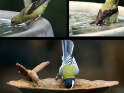 Anushka Sharma urges everyone to help the birds this summer