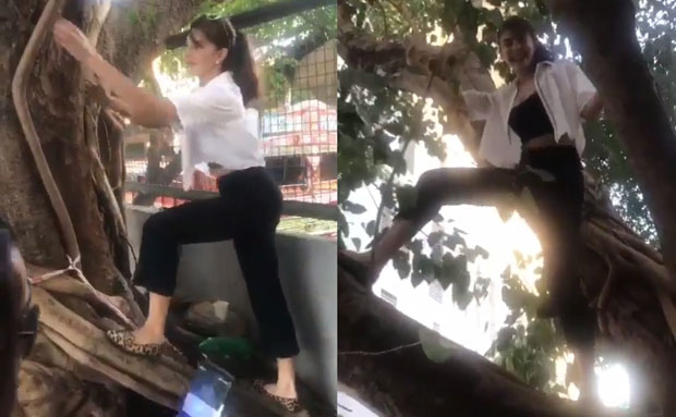 WOW! Jacqueline Fernandez climbs and dances on top of a tree for a good cause