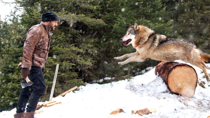 Salman Khan BATTLES Wild Wolves In This Fantastic New Promo Of Tiger Zinda Hai Salman Khan BATTLES Wild Wolves In This Fantastic New Promo Of Tiger Zinda Hai