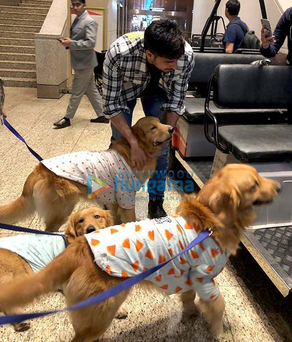 sidharth malhotra snapped with therapy dogs at the airport 1