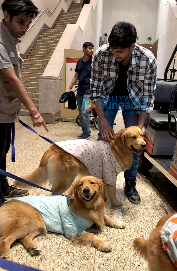 sidharth malhotra snapped with therapy dogs at the airport 2