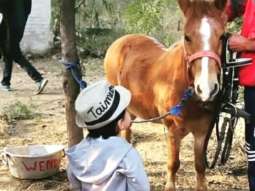 Little Prince Of Pataudi Taimur Ali Khan chills a pony, befitting his royal lineage (see pic)