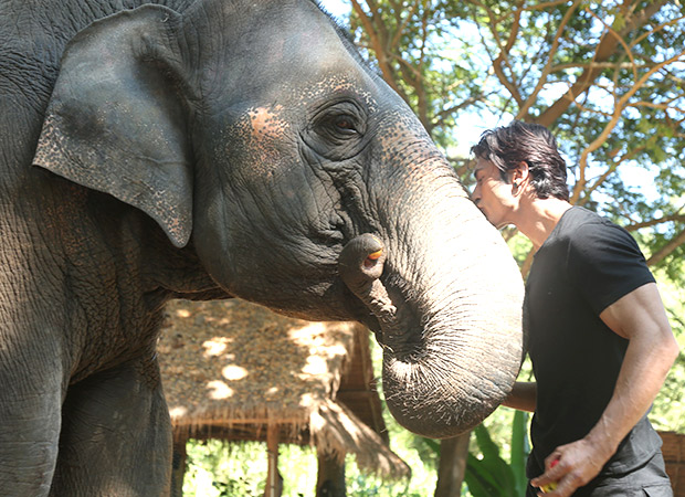 Box Office: Junglee Day 3 in overseas Box Office: Junglee Day 3 in overseas