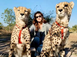 Kriti Sanon showcases her fearless side as she takes selfies and pets cheetahs during her trip to Zambia [See Photos]