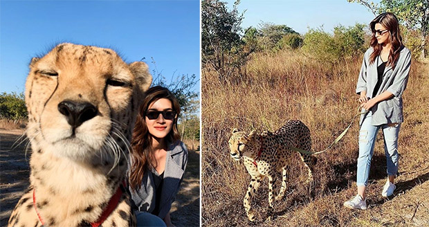 Kriti Sanon gets massively trolled over Cheetah posts; actress RESPONDS!