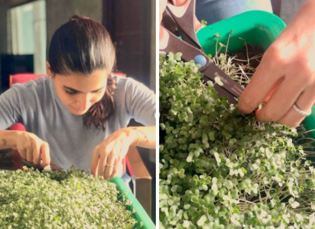 Samantha Akkineni shares results of her first harvest of cabbage microgreens