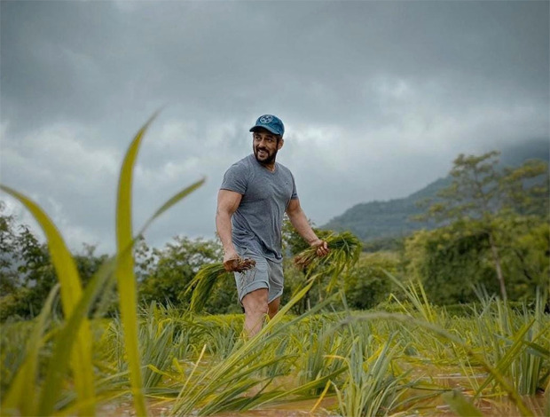 Salman Khan helps in planting rice with Iulia Vantur at his Panvel farmhouse