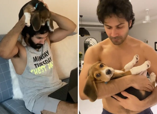 Varun Dhawan spends quality time with his furball Joey, watch video Varun Dhawan spends quality time with his furball Joey, watch video