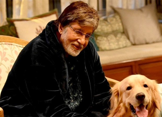 Amitabh Bachchan praises the initiative of 'I Luv Mumbai Foundation' in feeding stray animals, sends a personal video for the welfare of four-legged buddies
