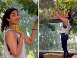 Shilpa Shetty gets hit by star fruits as she goes fruit plucking in her backyard