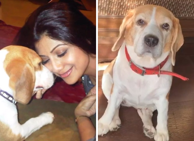 Shilpa Shetty pens down an emotional note on losing her pet, says the void can't be filled