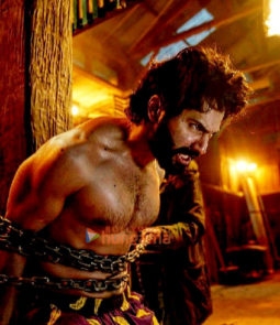 Movie Stills Of The Movie Bhediya