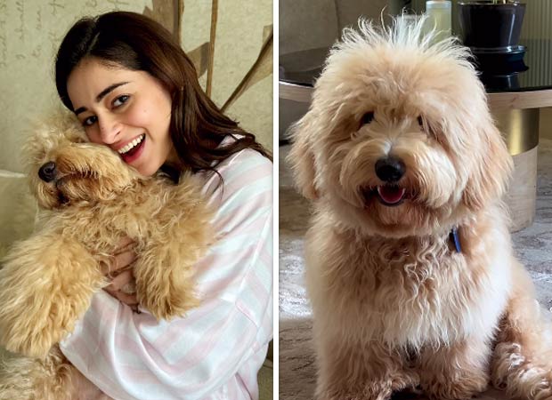 Ananya Panday’s morning adventures includes snuggles with her pup Riot, see photo : Bollywood News