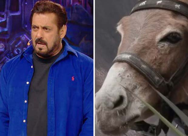 Bigg Boss 18: Gadharaj, también conocido como el burro, fue eliminado del programa presentado por Salman Khan seguido de acusaciones de PETA: Bollywood News