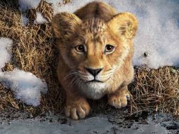 “He earned all of it”: Barry Jenkins on grounding Mufasa’s rise in The Lion King prequel
