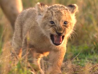 Jon Favreau-backed LION to premiere in India on August 27, follows lion cub Kio’s journey