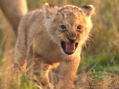 Jon Favreau-backed LION to premiere in India on August 27, follows lion cub Kio’s journey Jon Favreau-backed LION to premiere in India on August 27, follows lion cub Kio’s journey