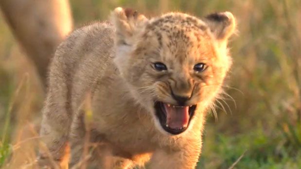 Jon Favreau-backed LION to premiere in India on August 27, follows lion cub Kio’s journey