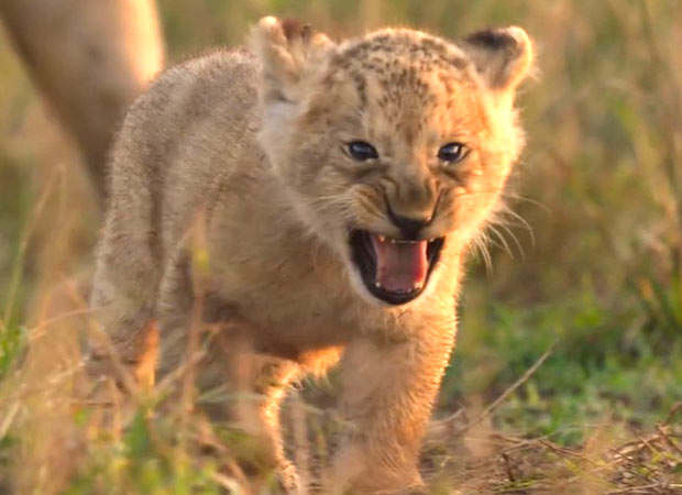 Jon Favreau-backed LION to premiere in India on August 27, follows lion cub Kio’s journey